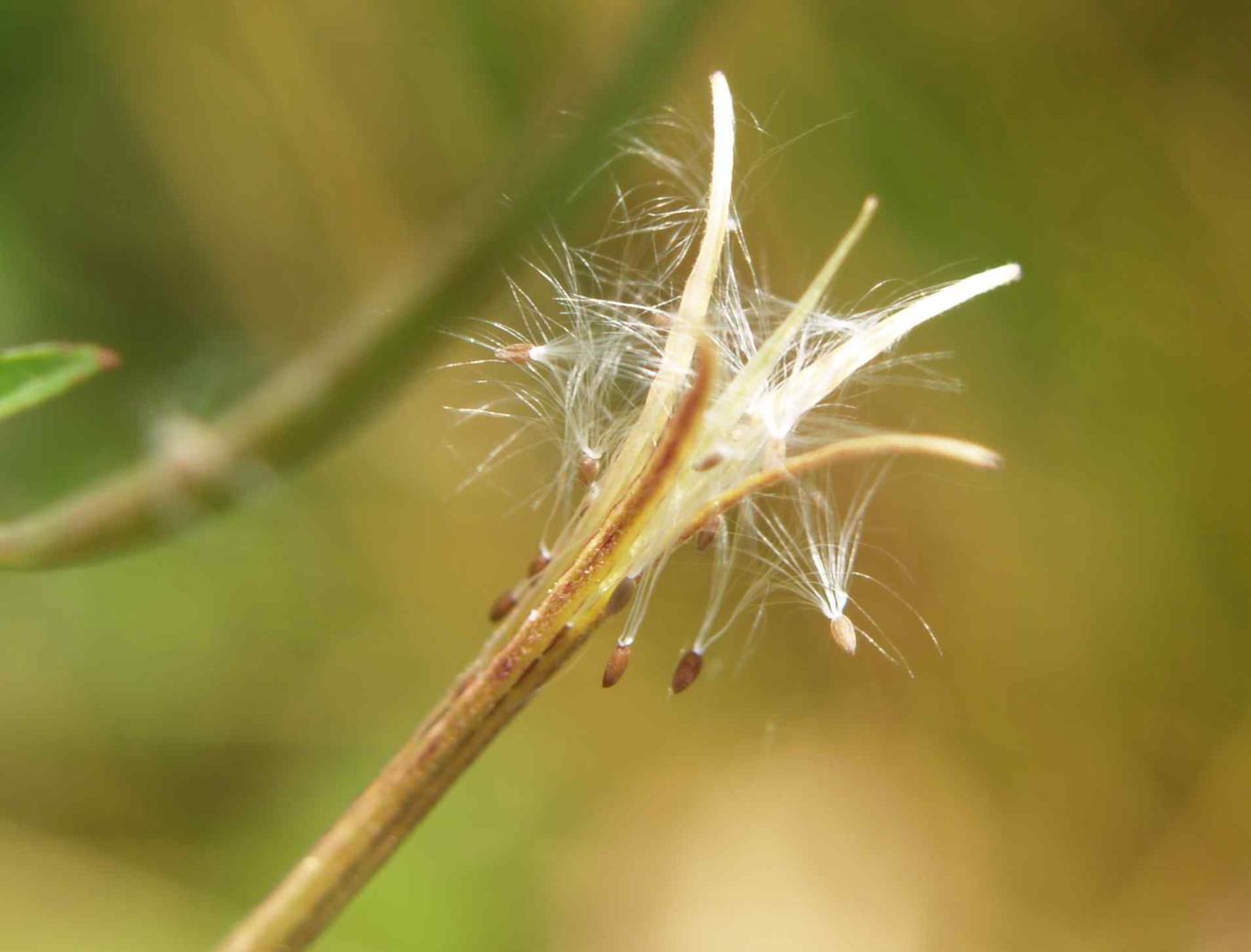 Willow-herb, Marsh fruit